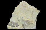 Ordovician Graptolite (Dictyonema) - Fillmore Formation, Utah #95477-2